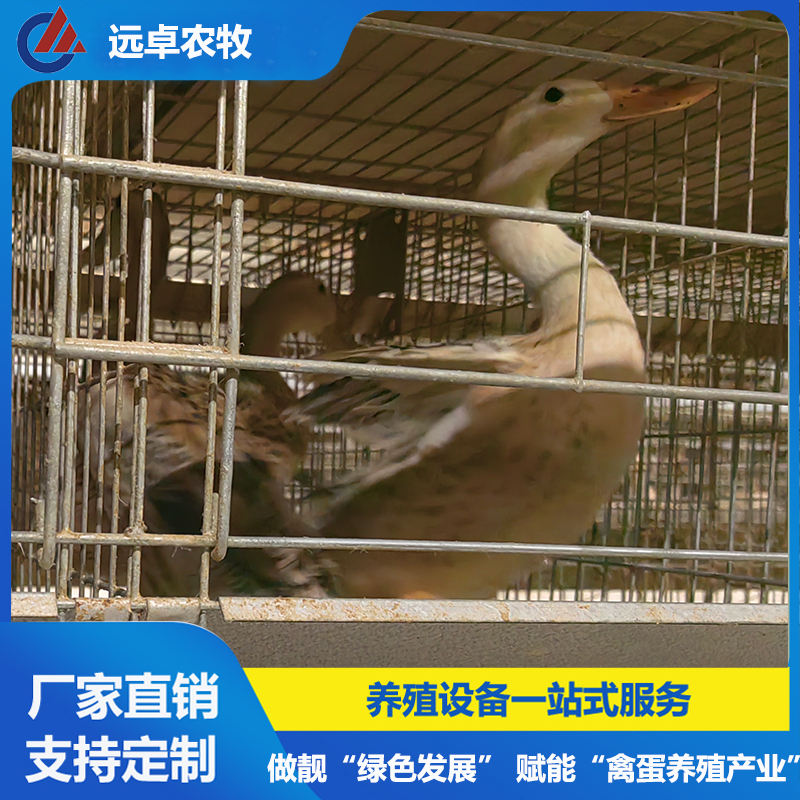 蛋鴨養(yǎng)殖自動化設(shè)備